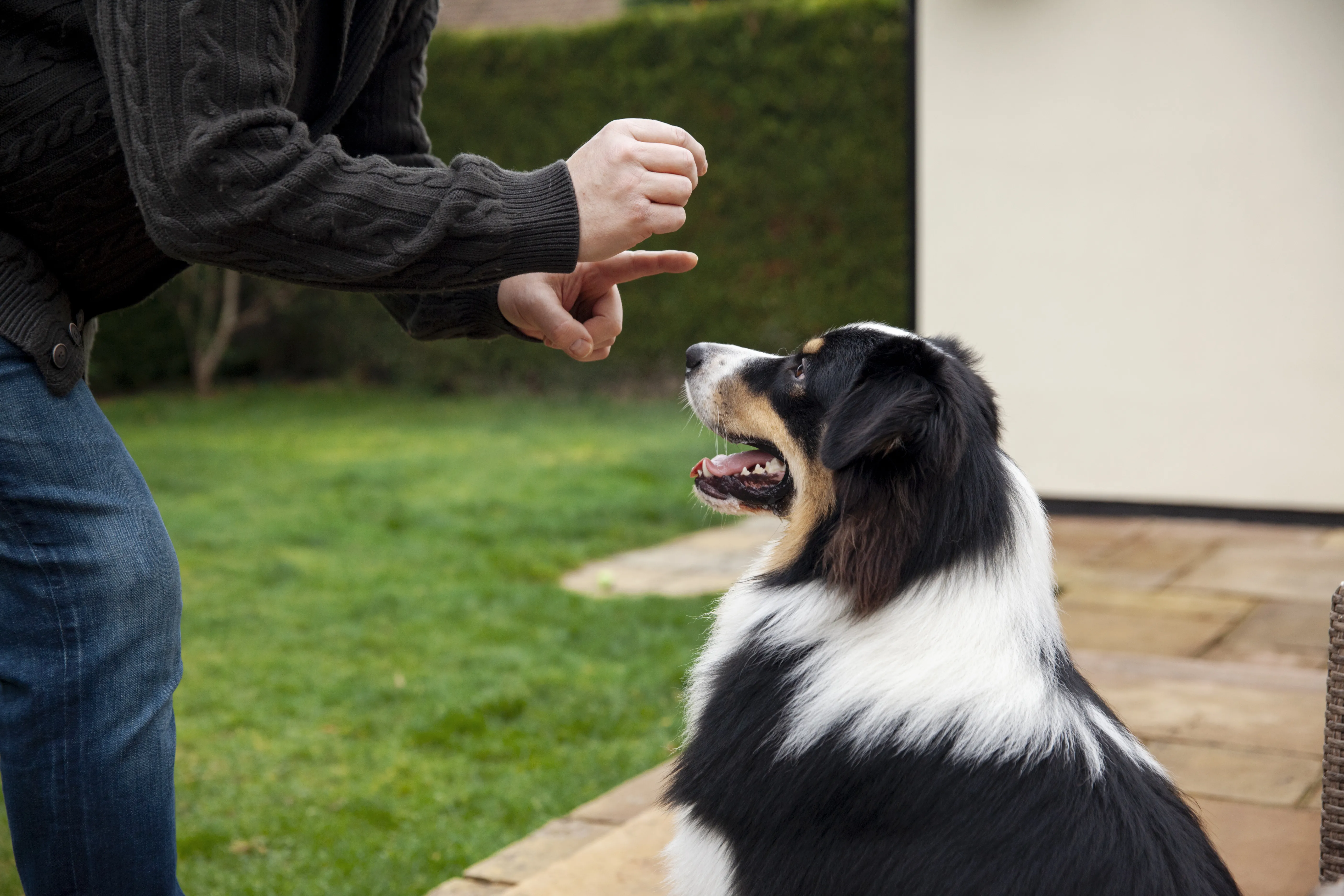 Behavior and Training